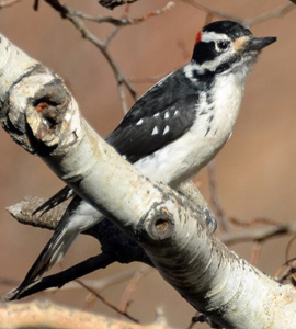 Perched hairy woodpecker