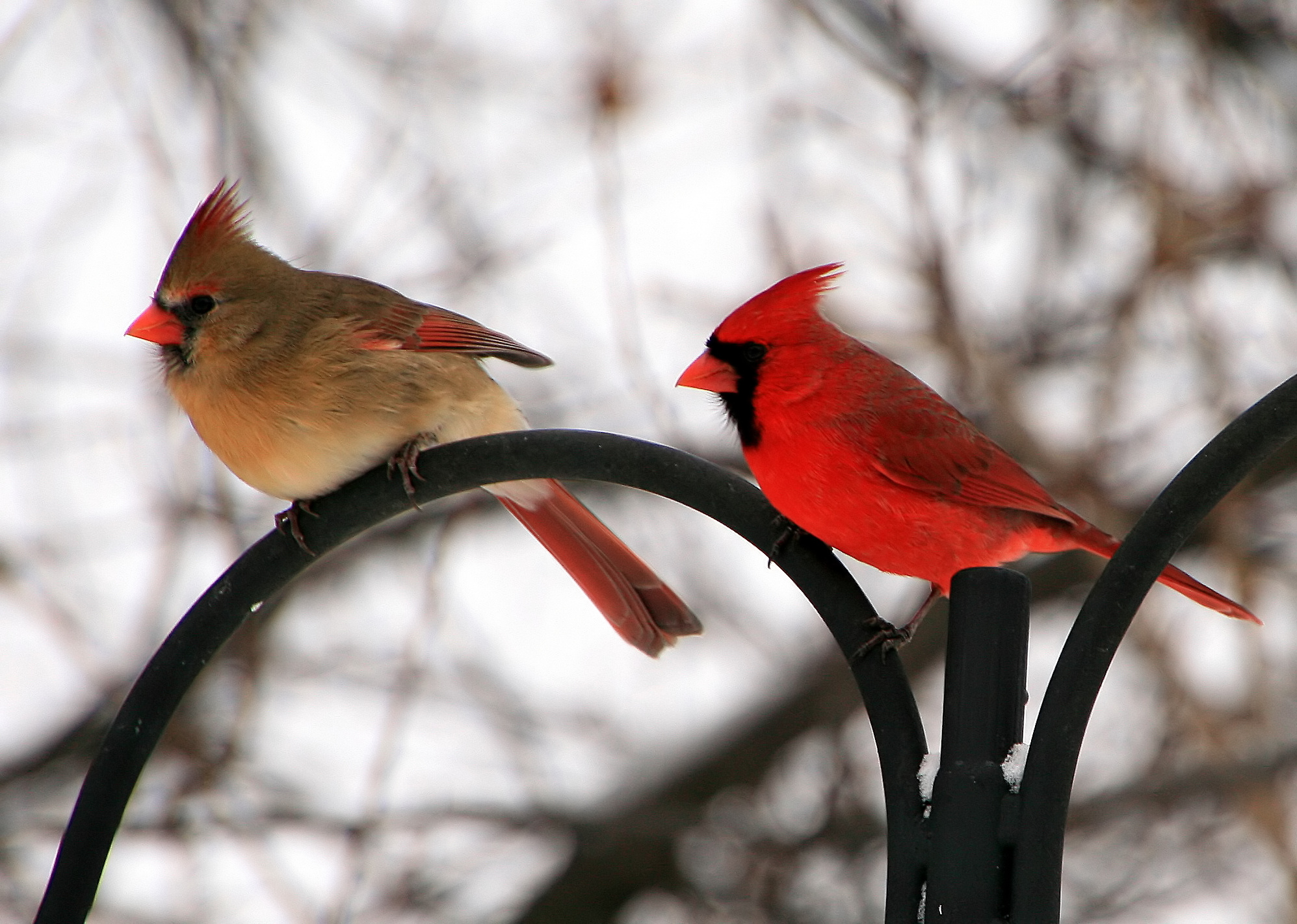 male and female cardinal birds