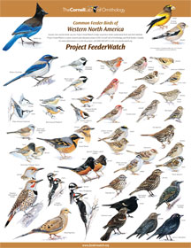 Identifying Birds  FeederWatch