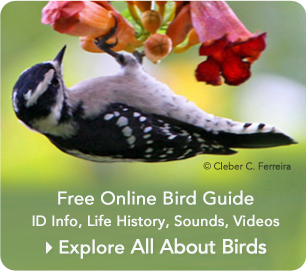 Advertisement - explore All About Birds website