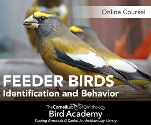 Advertisement - Online course - Feeder Birds identification and behavior - All About Birds