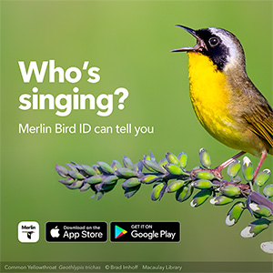 Advertisement - Who's singing? Merlin Bird ID can tell you. Download on the App Store or Get it on Google Play