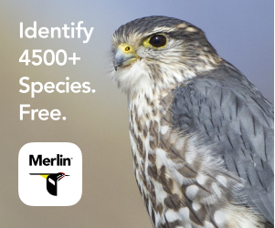 Advertisement - Identify over 4500 bird species with the Merlin App