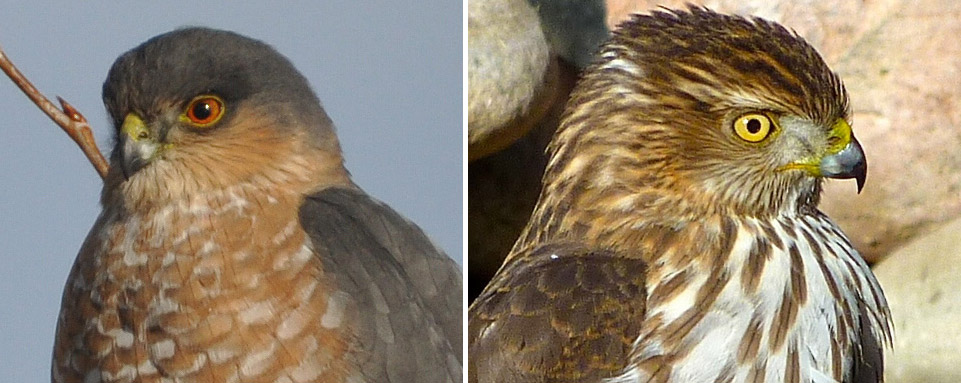 Cooper's vs Sharp-shinned hawks  Sharp shinned hawk, Cooper's