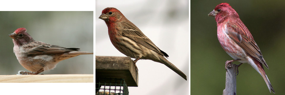 Cassin S Finch House Finch And Purple Finch Feederwatch,What Temperature To Bake Chicken In The Oven