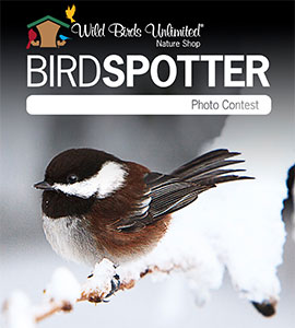 Promotional image for BirdSpotter contest