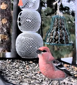 Pine grosbeak feeding on platform feeder as seen on a webcam
