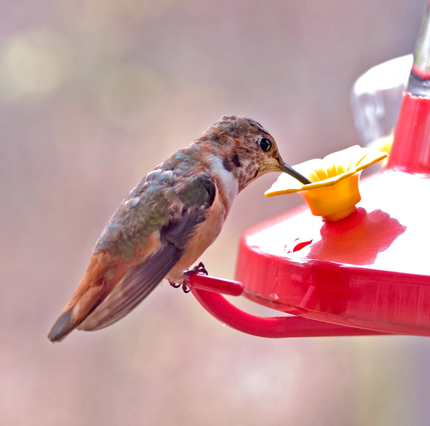 Female Rufous Hummingbird at feeder.