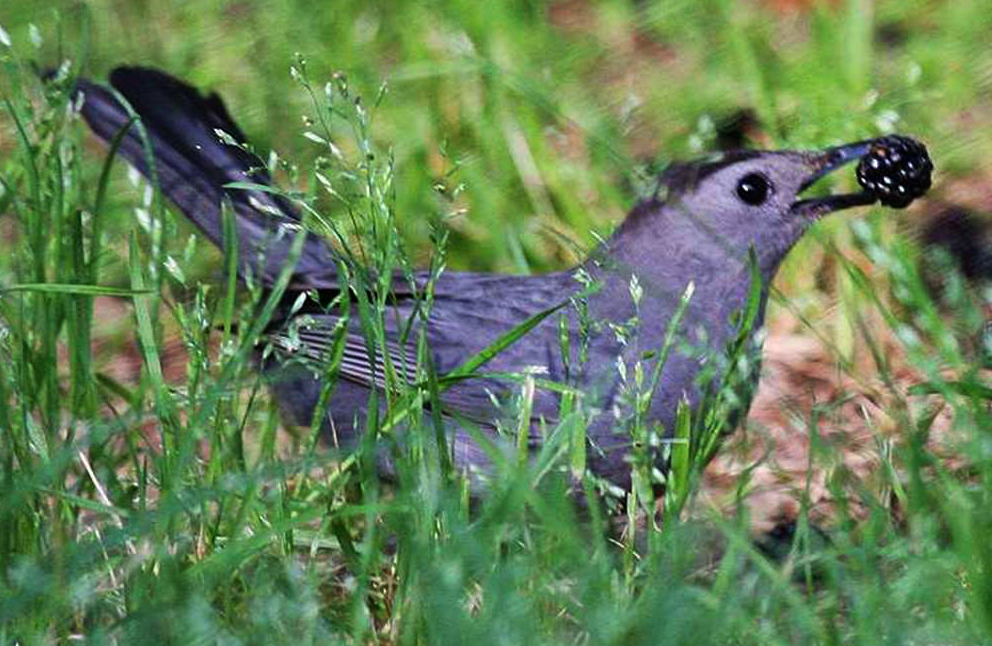 Gray Catbird with mulberry