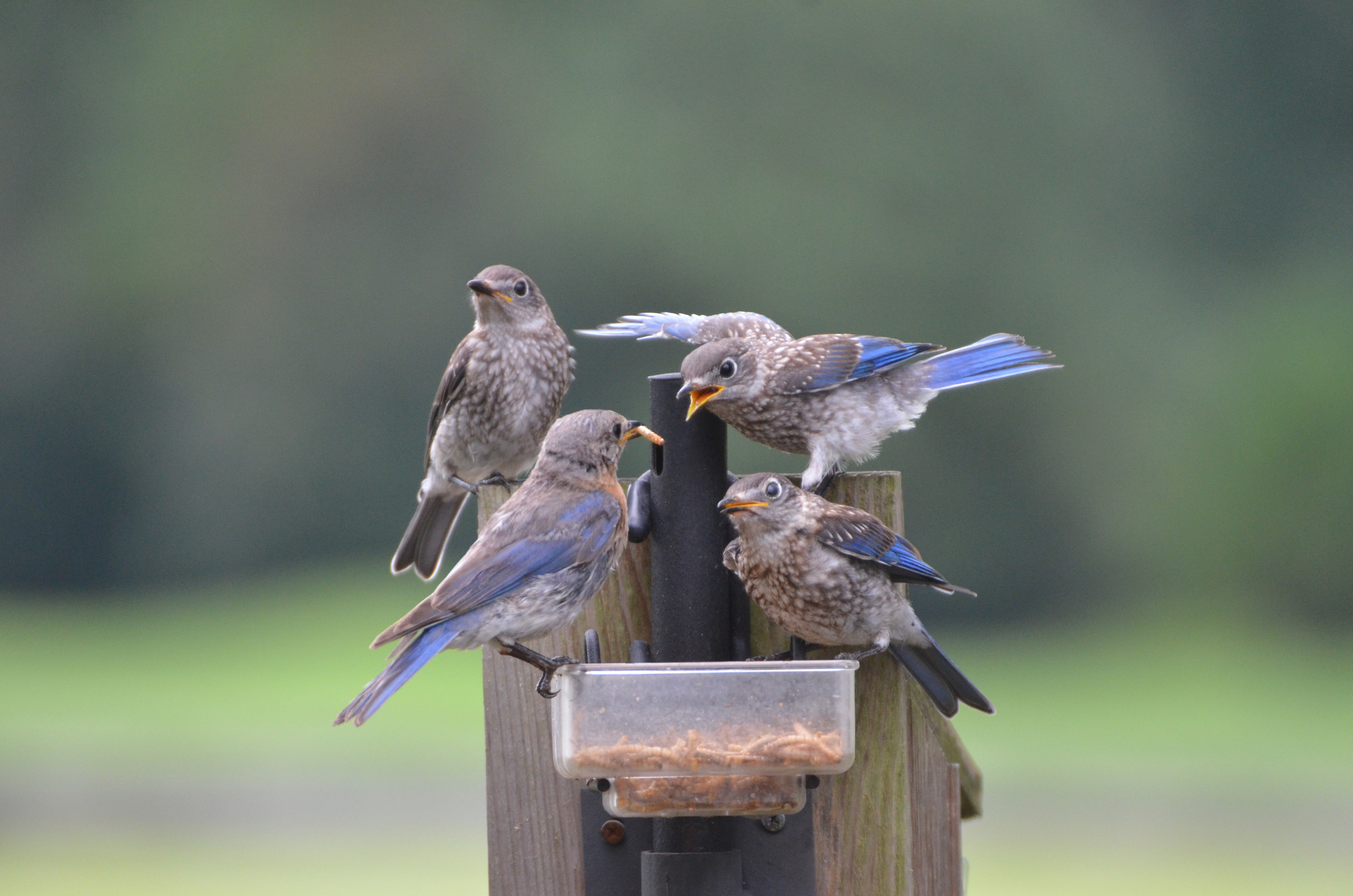POam Monahan submitted the winning photo of an Eastern Bluebird family enjoying her mealworm feeder.