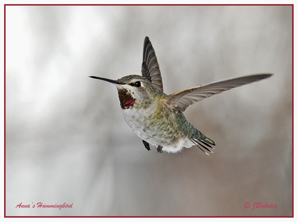 Anna's Hummingbird by Judith Blakeley of Newfoundland, Canada