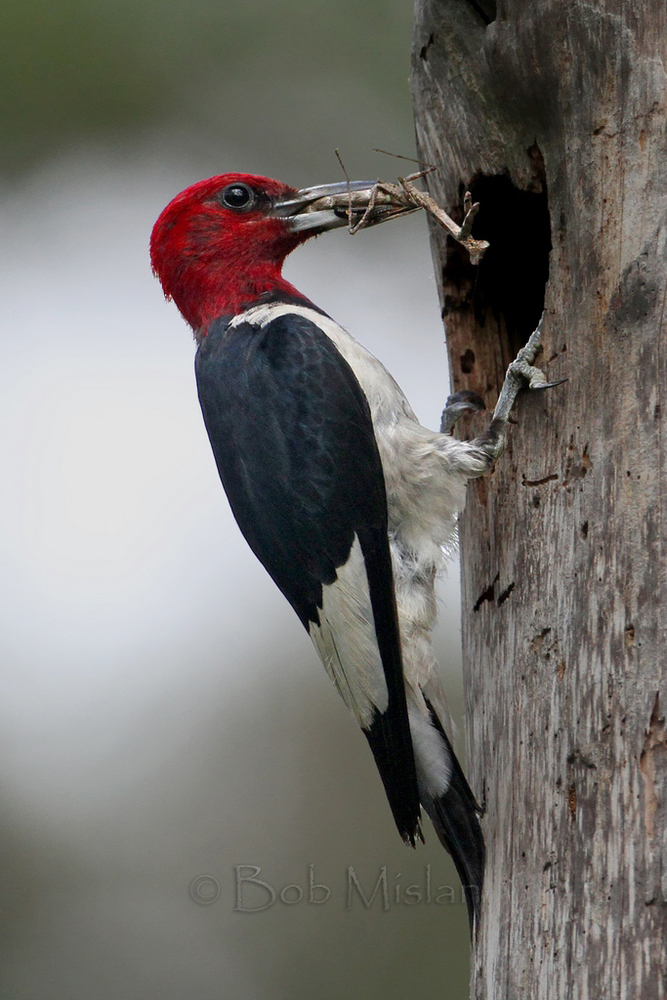 Bob Mislan submitted the winning photo of a Red-headed Woodpecker enjoying a mantis..