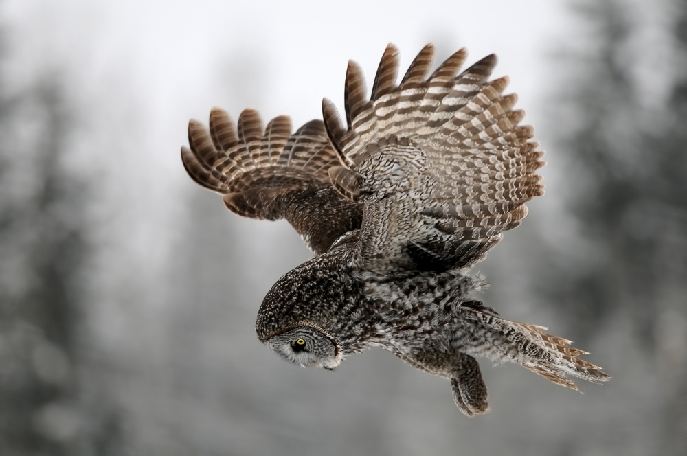 Great Gray Owl by Ron Kube  of Water Valley, Alberta, Canada