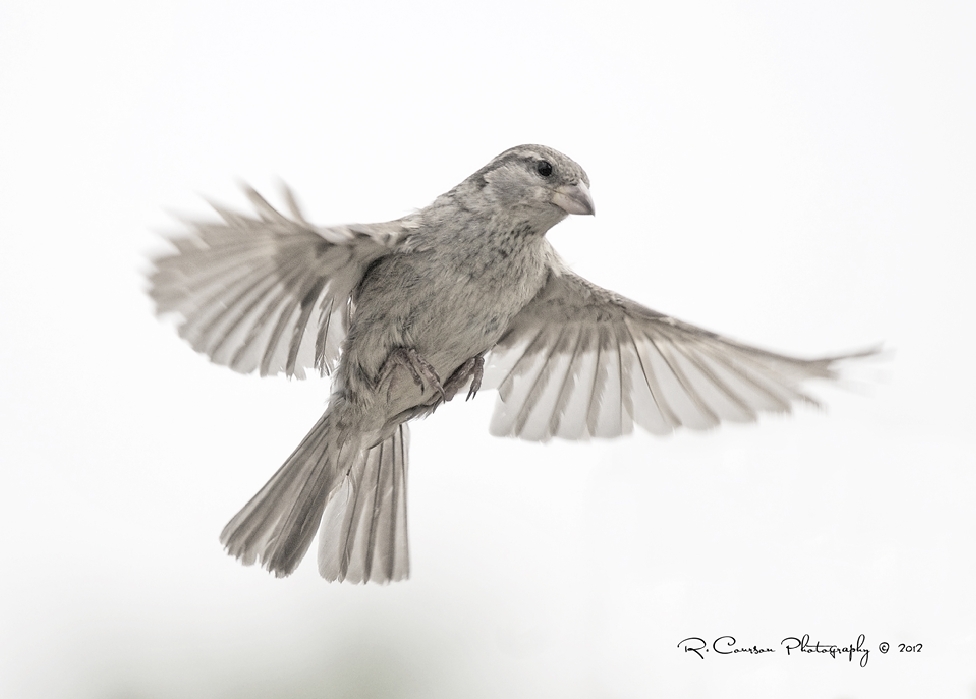 Female House Sparrow by Ryan Courson of Toronto, Ontario, Canada