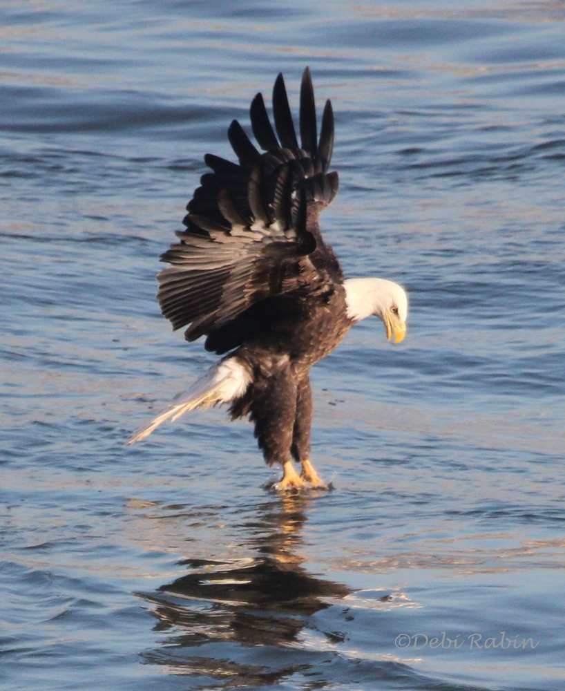 Debi Rabin won Week 6 with this photo of a Bald Eagle at Conowingo Dam in MD.