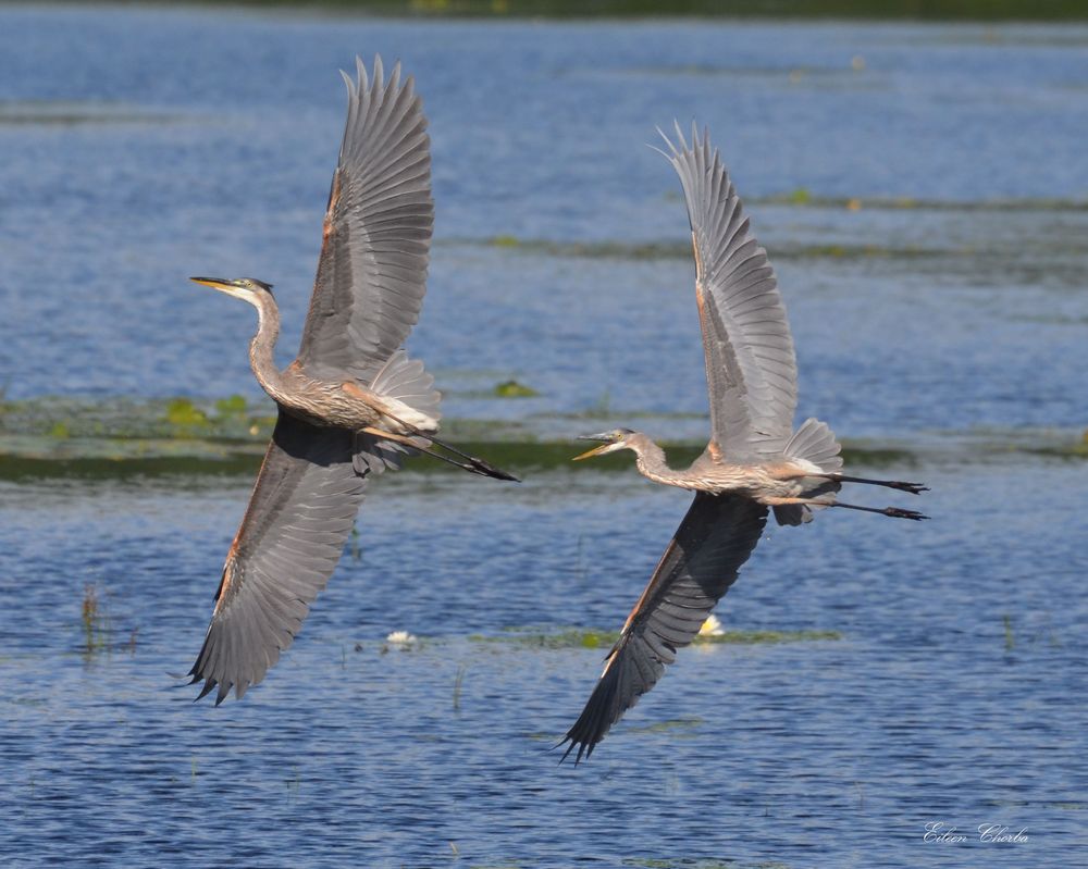 Eileen Chorba submitted this winning photo of a pair of Great Blue Herons in flight in Promised Land, PA.