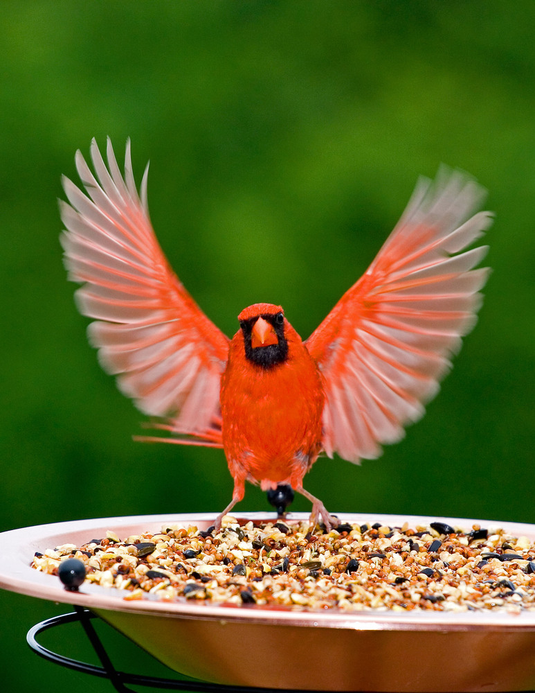 Tyler Smith of Dallas, TX capture this winning photo of a male Northern Cardinal at his feeder