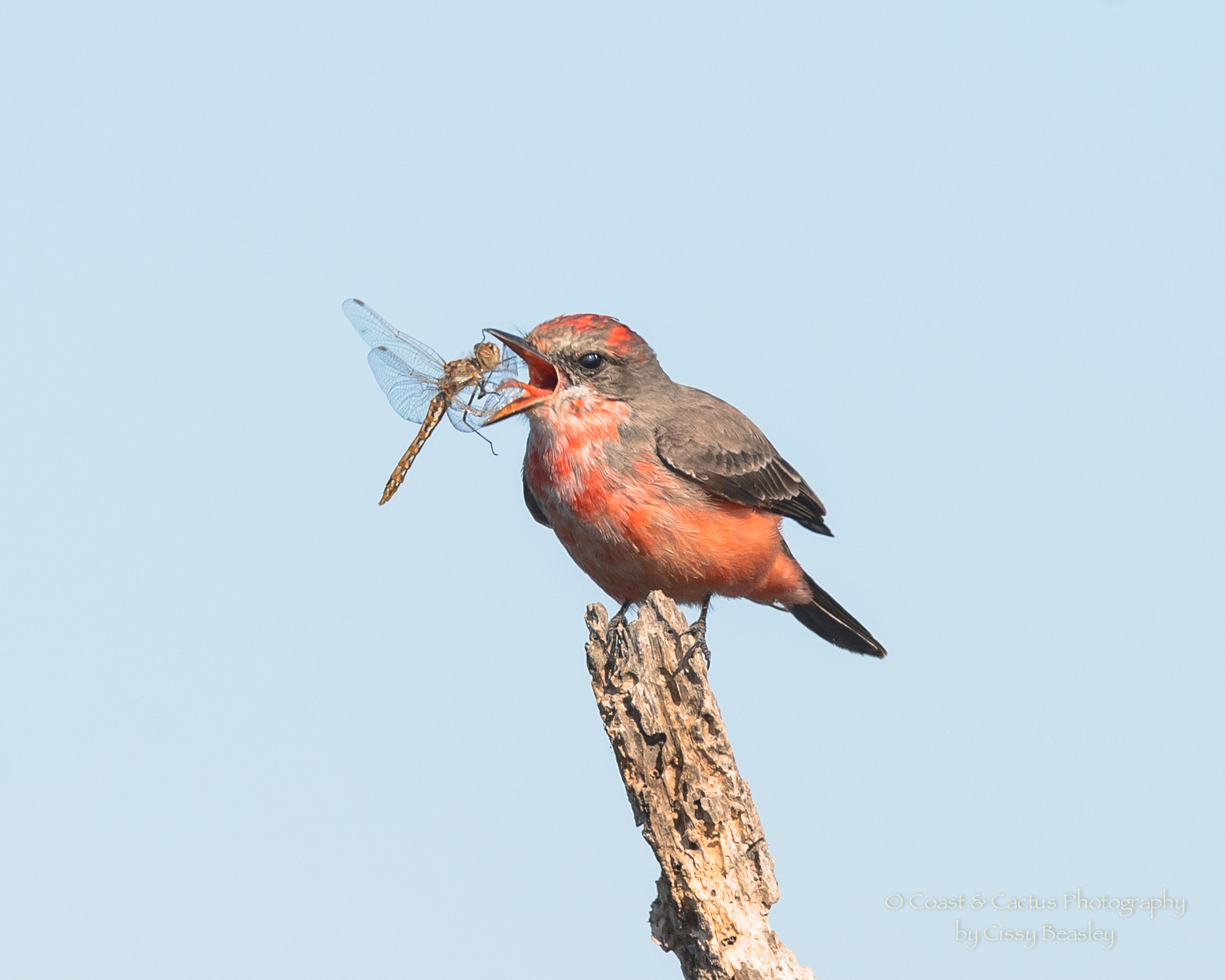 Cissy Beasley caught this Vermilion Flycatcher about to swallow a big dragonfly.