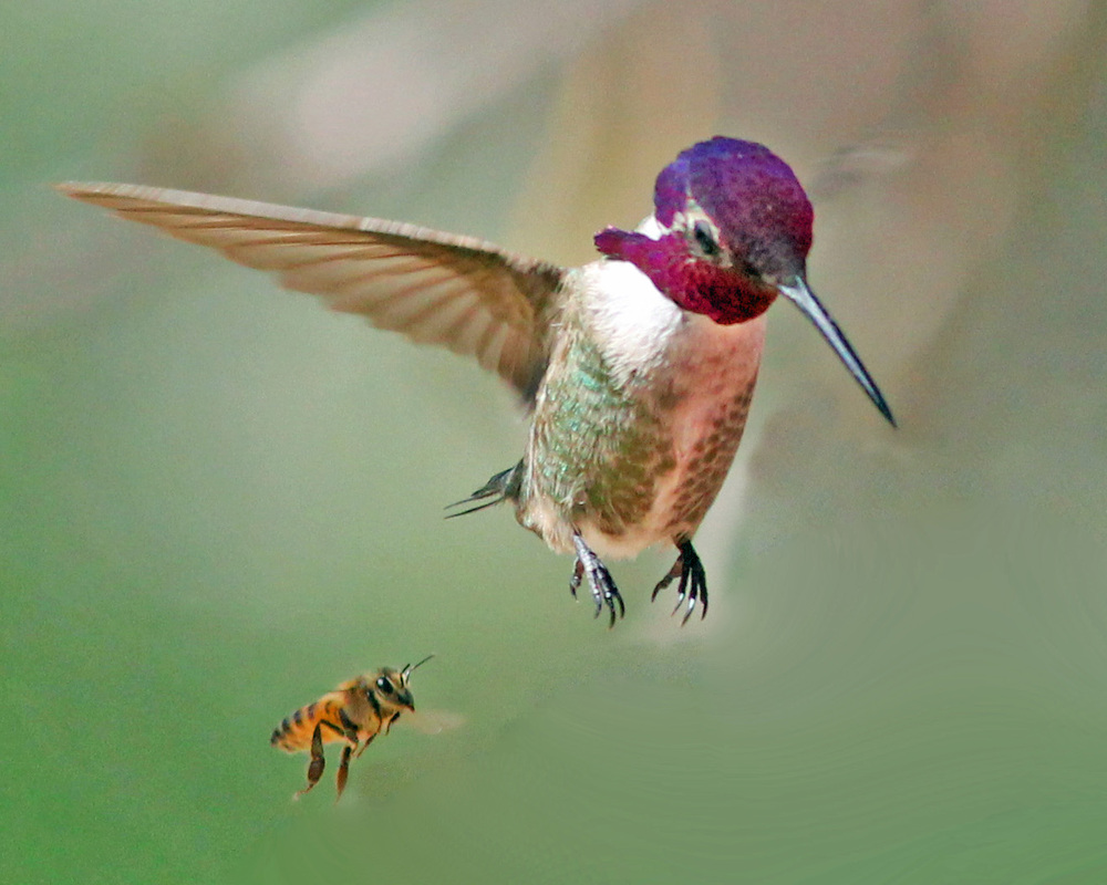 Gary Rasmussen caught this chance moment between a Costa's Hummingbird and a honey bee.