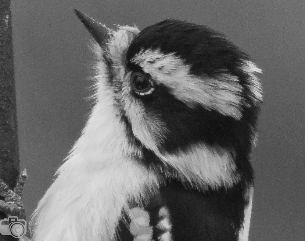 Black and white - a winning Downy Woodpecker by Laurie Salzler