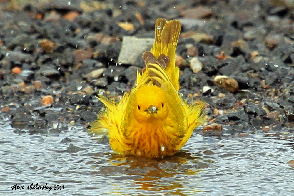 A Yellow Warbler enjoying a bath by Steve Shelasky
