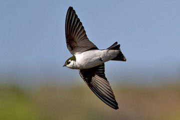 Violet-green Swallow by Rhys Marsh