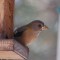 Evening Grosbeak