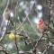 Lesser Goldfinch & House Finches