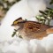 White-throated Sparrow