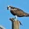 Lunch-time for Osprey