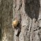 carolina Wren on Oak tree (10-13-13)