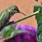 Broad-Tailed Hummingbird at rest