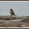 Savannah sparrow, on the beach at Brown’s Point Lighthouse
