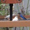 Leucistic Bluebird Family