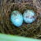 Northern Mockingbird nest