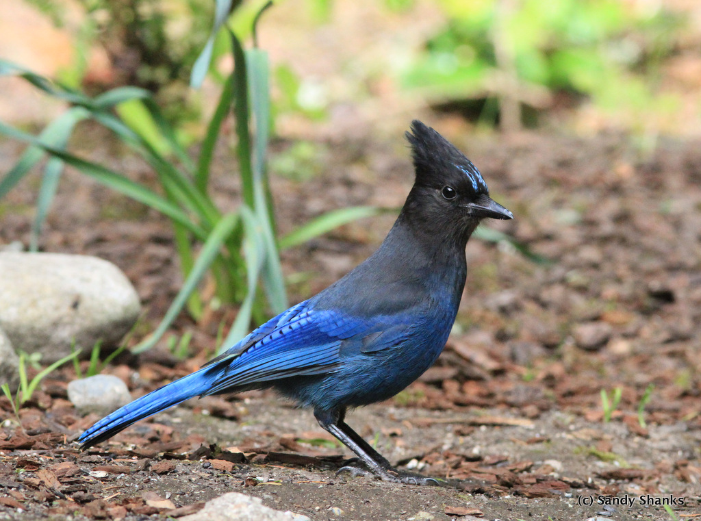 Steller's Jay - FeederWatch