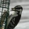 Hairy Woodpecker Bill Injury