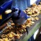 Blue Jay with peanut