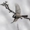 Chickadee in flight