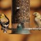 Goldfinches at feeder