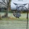 Flicker on suet