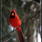 Chickadee photoboming a Cardinal