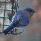 Eastern bluebird at suet feeder