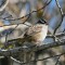White-crown Sparrow