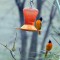 Orioles at the feeder