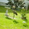 Unusual “feeder bird”