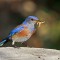 Western Bluebird with mealworms