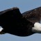 Bald Eagle Over Cape Breton Island