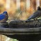 Bluebird and Cedar Waxwing on birdbath