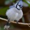 Armed for the 60 degree winter….A Florida Blue Jay